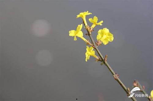 春春草在线观看,在线观看，探寻青春的绿色篇章  第2张